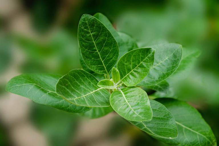 Ashwagandha, also known as winter cherry, growing in the wild